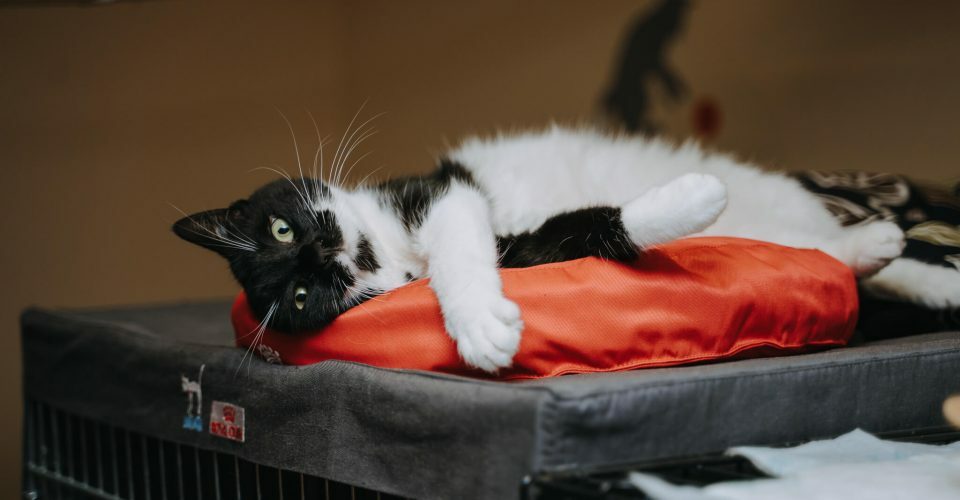 Image of Animal shelter campaign