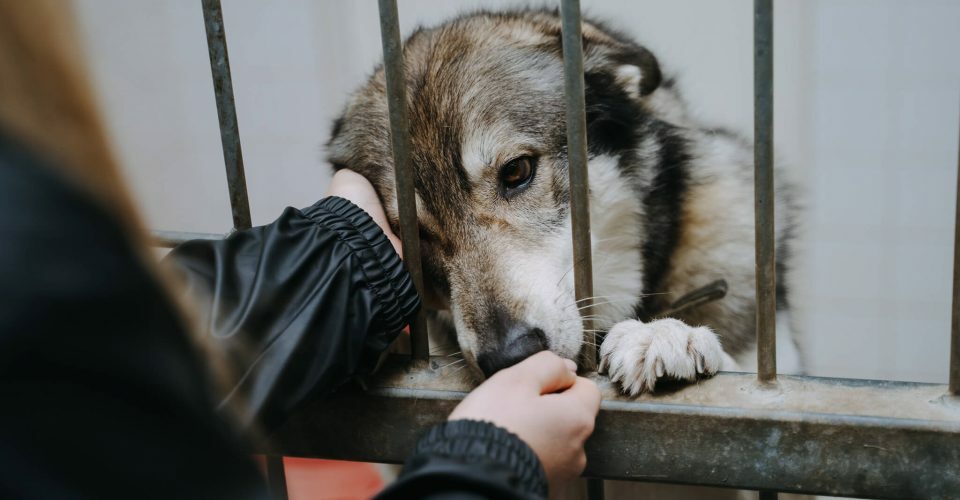 Image of Animal shelter campaign