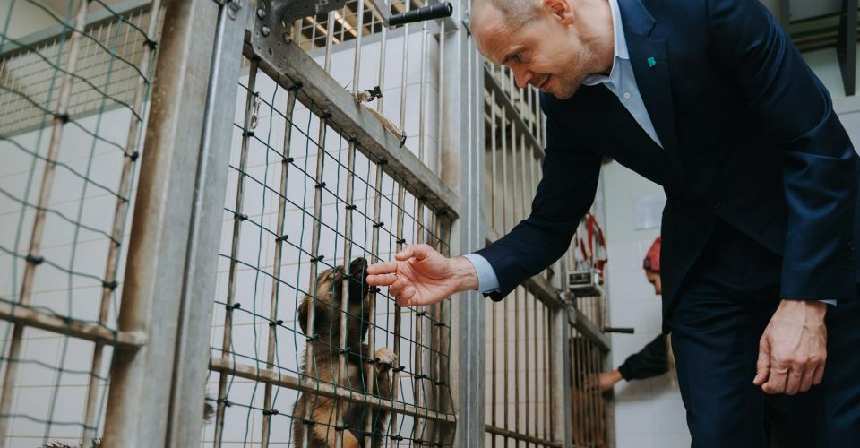 Image of Animal shelter campaign